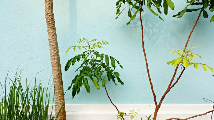 Green plants and a palm tree against a blue wall