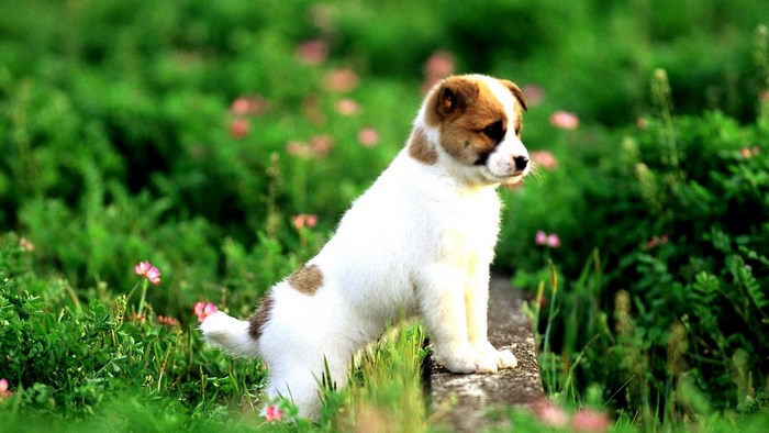 Puppy sitting on a stone wall in grass