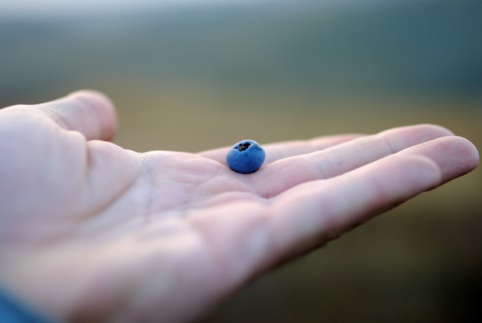 Blueberry held in an open hand