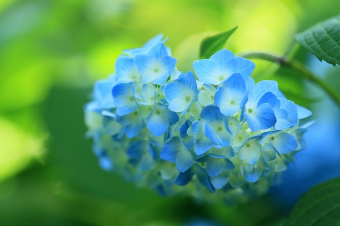 Blue Hydrangea Flower Close-up