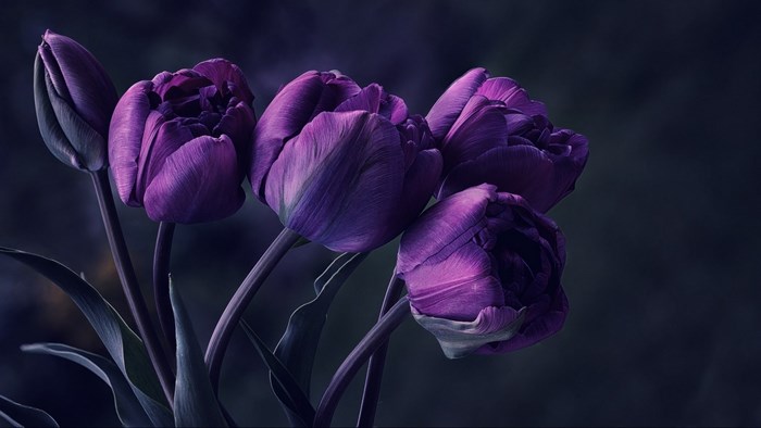 Dark Purple Tulips
