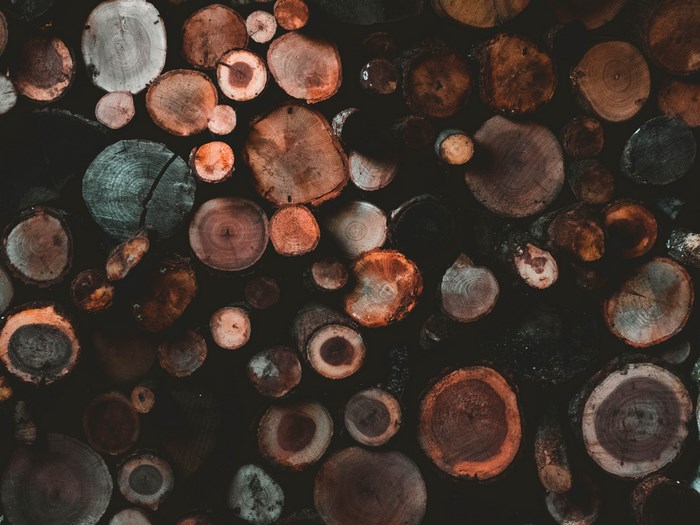 Pile of cut logs in a forest