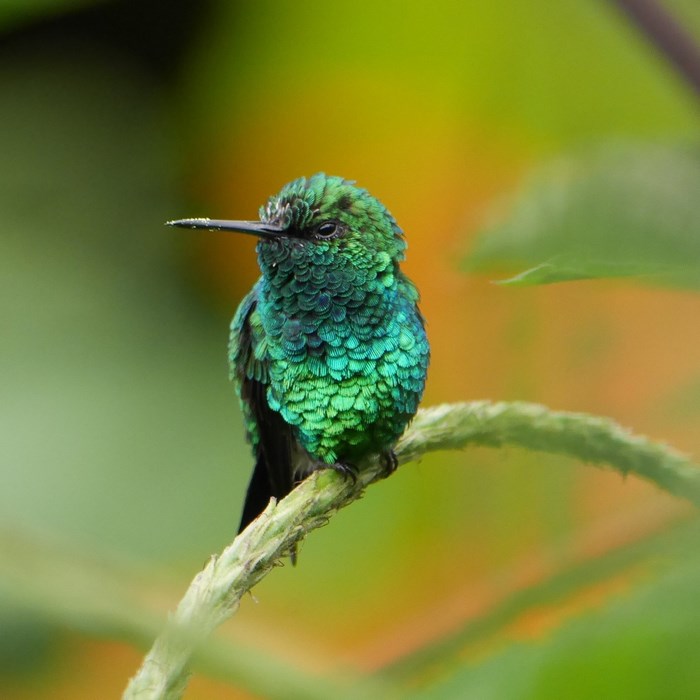 Green hummingbird perched on a branch