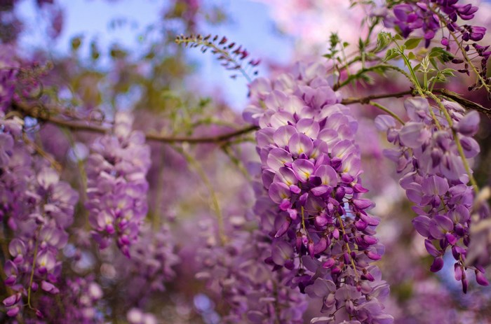 Beautiful Purple Wisteria Flowers in Bloom