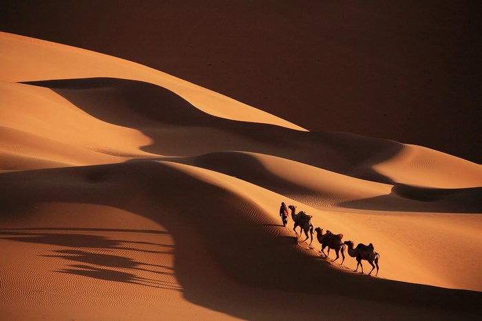 Caravan of camels and a person in the desert