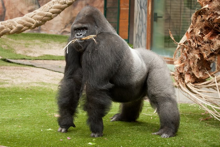 Powerful Silverback Gorilla Standing on Grass