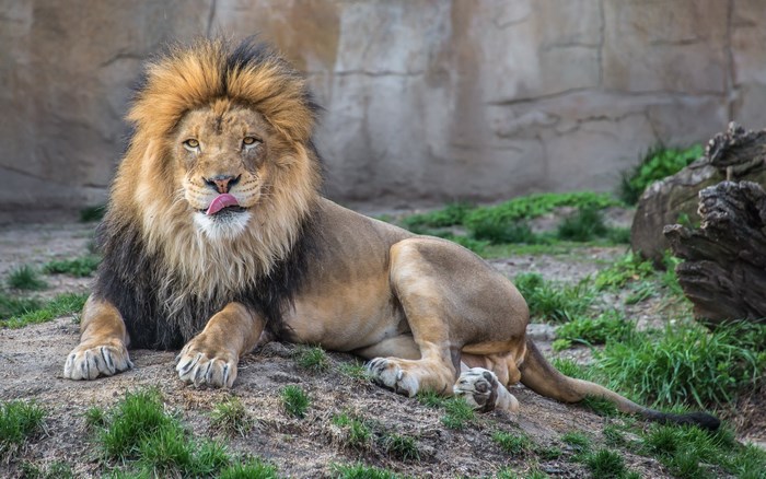 Lion with mane licking its nose