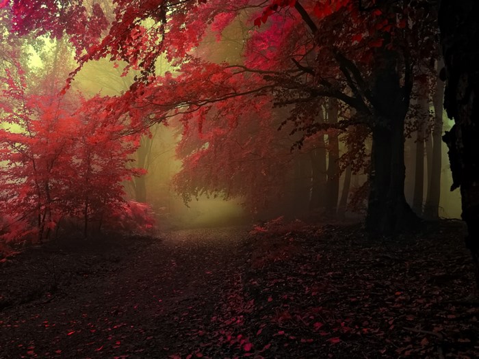 Red leaves in a foggy forest