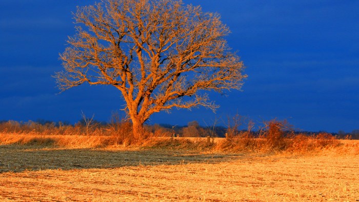 Tree in a field at sunset