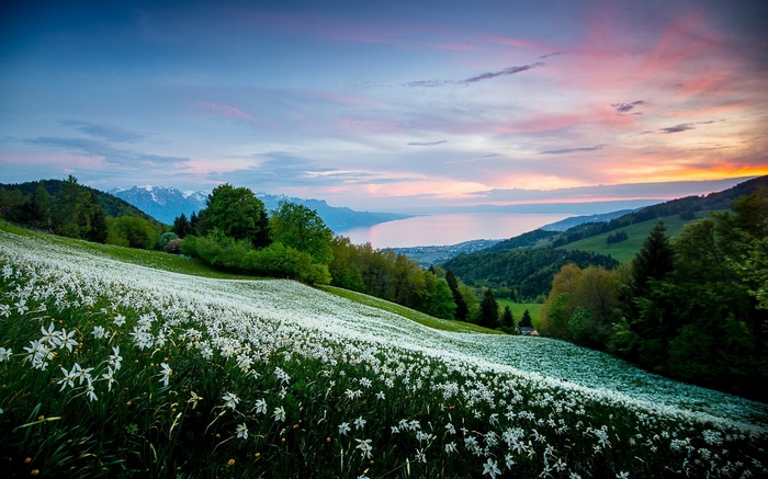 Field of white flowers overlooking a lake at sunset