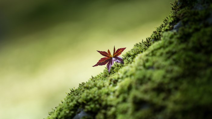 4K Mossy Tree Trunk with Maple Leaf