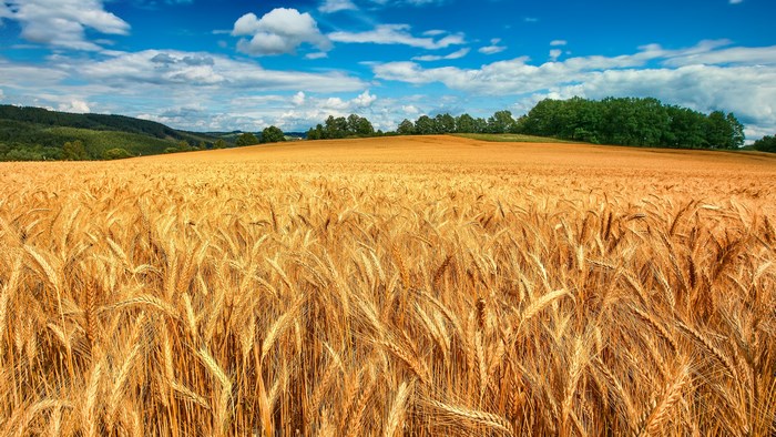 4K Wheat Field Under Blue Sky