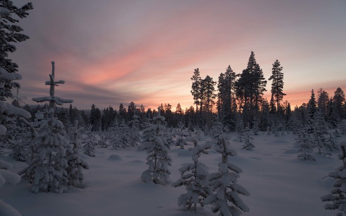 Winter forest at sunset