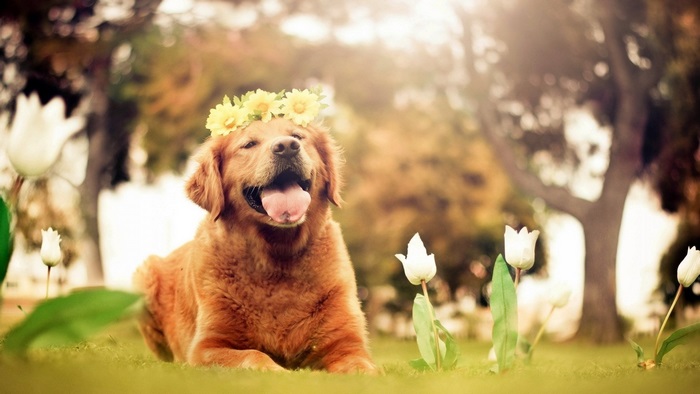 Happy Golden Retriever with Flower Crown in Garden