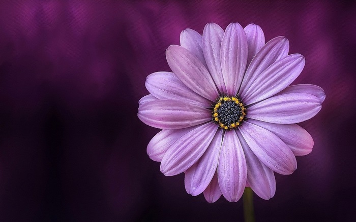 Close-up of a Purple Daisy with Dark Background