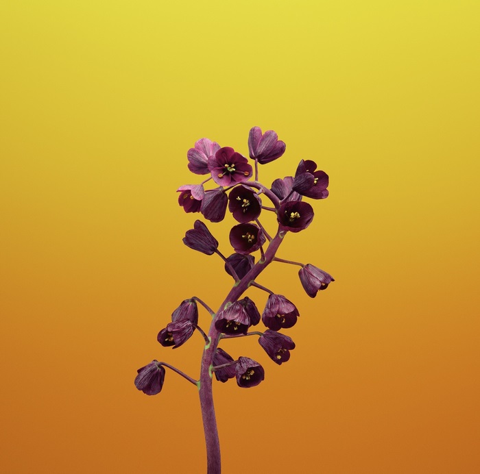 Purple flowers on yellow background