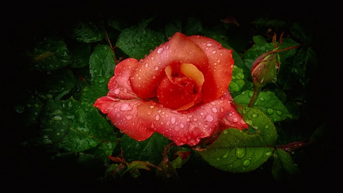 Close-up of Vibrant Orange Rose with Water Drops