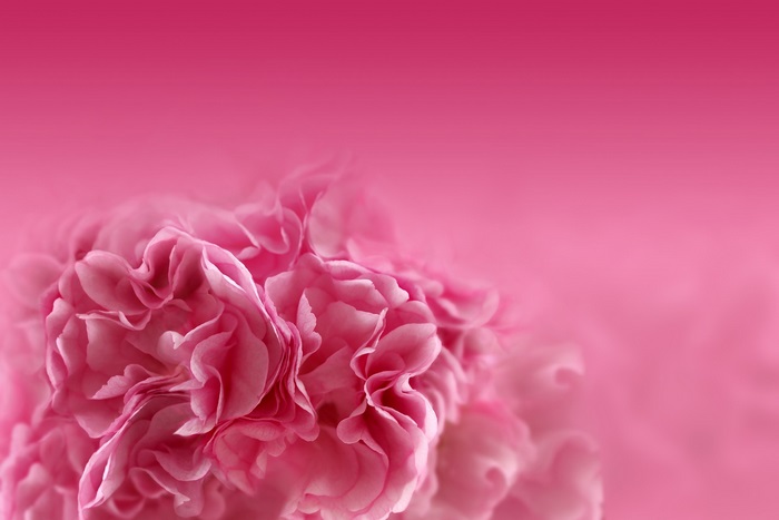 Pink flowers with pink background