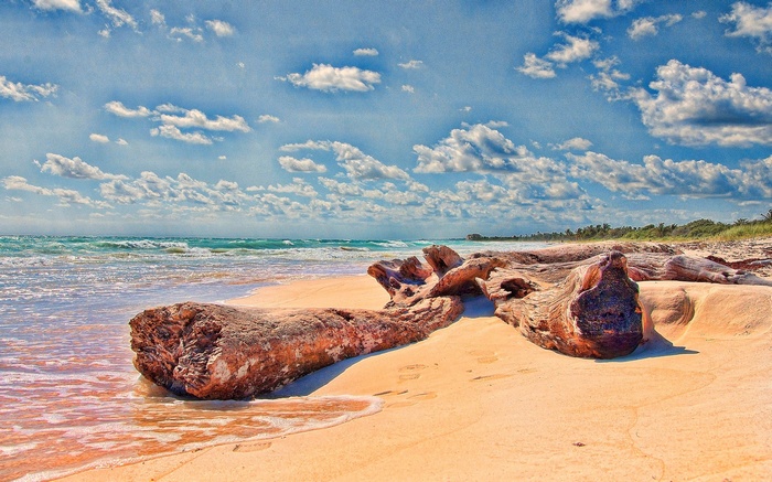 Driftwood on a sandy beach with ocean and clouds