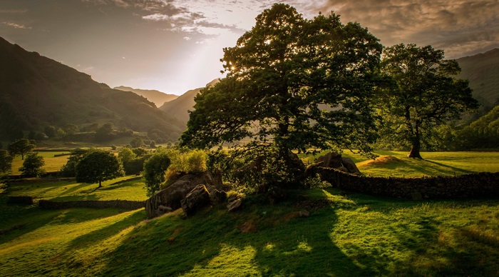 4K Ireland Landscape with Trees and Mountains