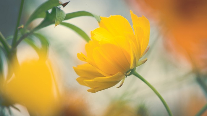 Yellow flower 4K