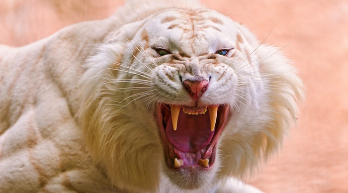 Roaring white tiger 4K