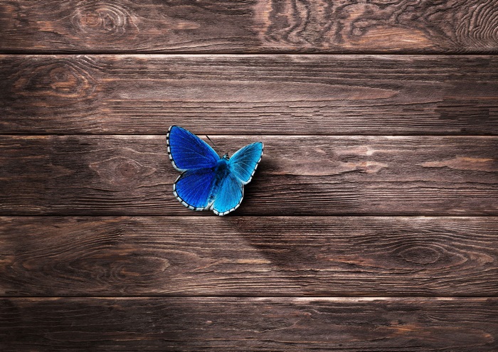 Blue butterfly on wooden planks