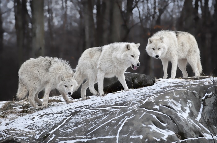 Three arctic wolves on a snowy rock