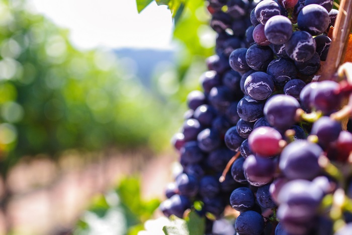 Grapes in a vineyard, 4K