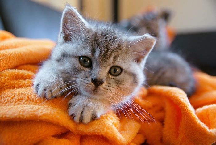 Kitten on an orange blanket
