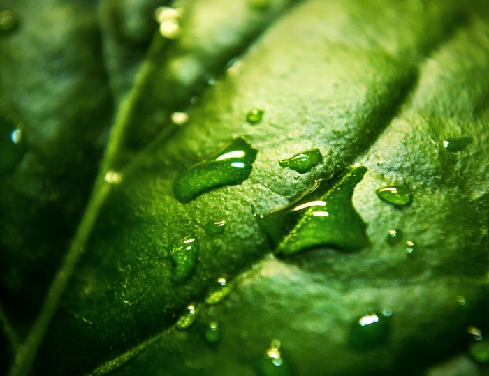Macro shot of water droplets on a green leaf