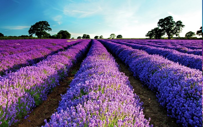 Rows of purple lavender flowers in a field