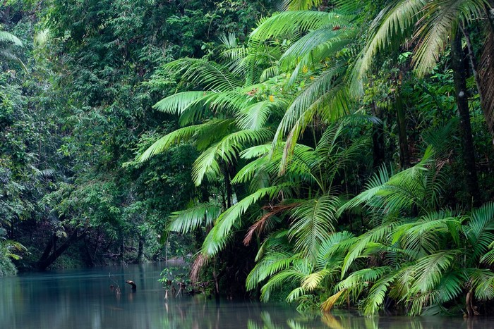 Jungle river with palm trees
