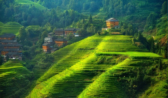 Terraced rice fields and traditional houses in China