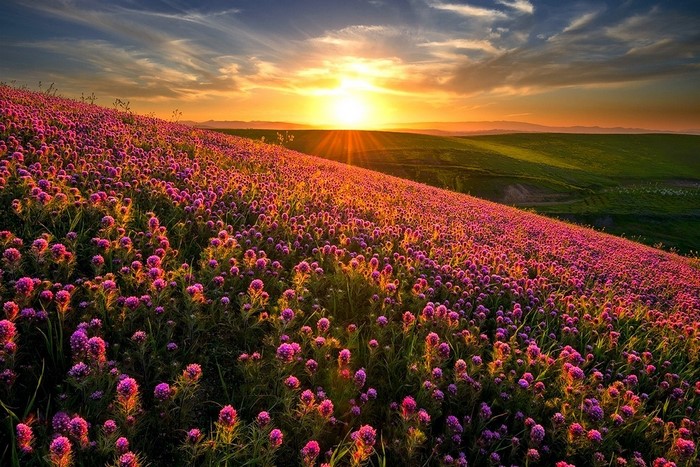 Sunset Over Vibrant Wildflower Hill