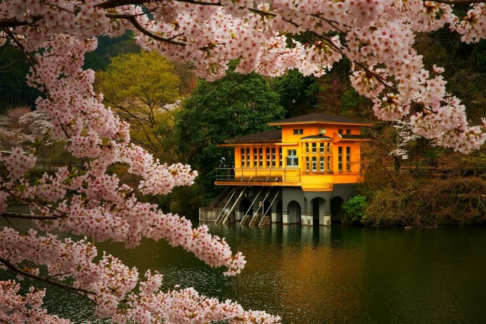 Cherry Blossom Trees by a Lake in Spring