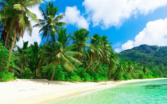 Tropical beach with palm trees and turquoise water