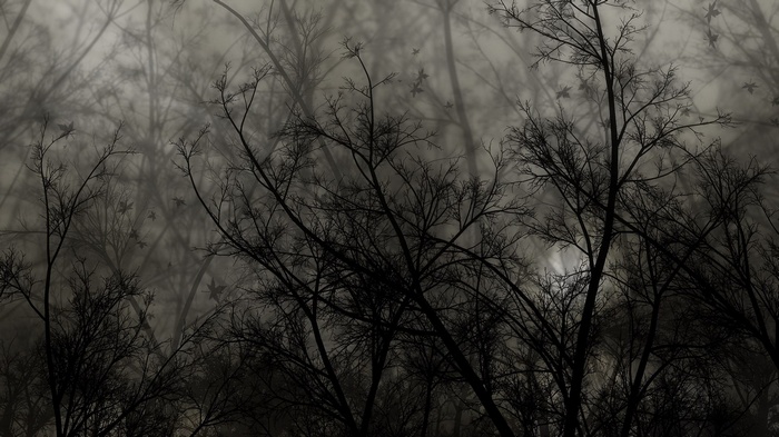 Bare trees in a foggy forest