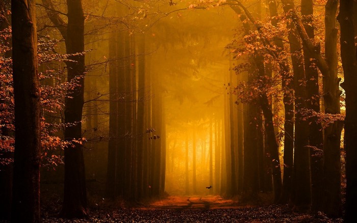 Golden forest path with mist and autumn leaves