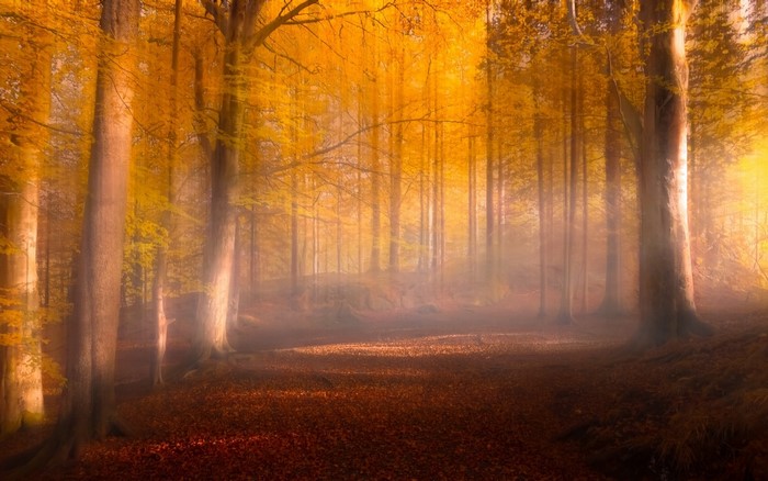 Autumn forest with mist and sunlight