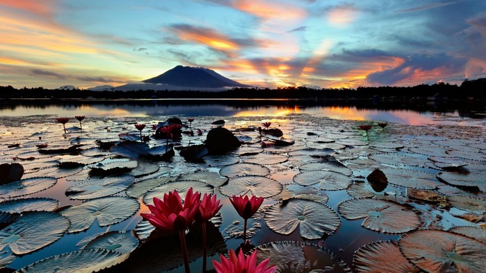 Lotus flowers on a lake at sunset with a volcano