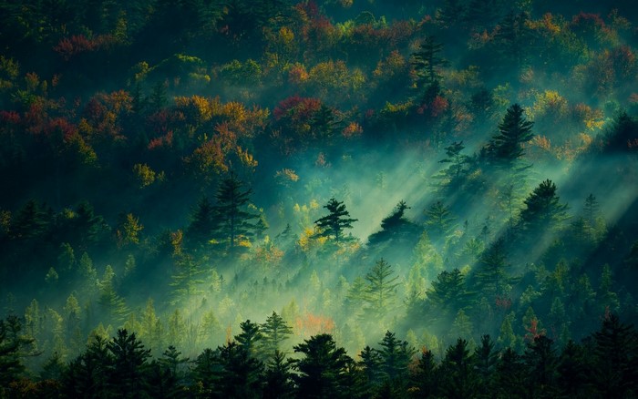 Misty forest with sunbeams during autumn