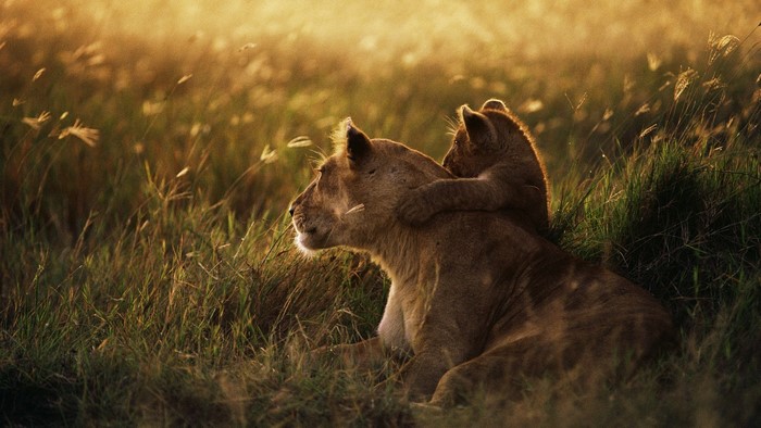 Lioness and cub in tall grass at sunset
