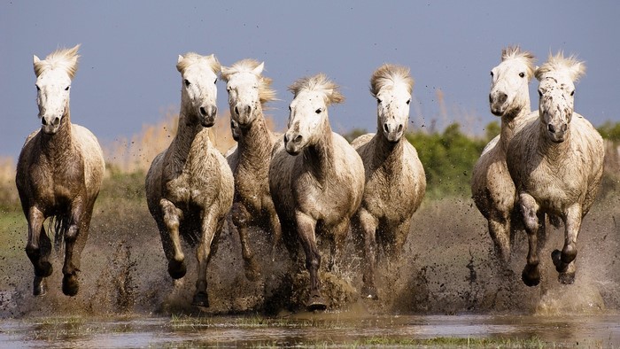 Powerful Horses Running Through Water