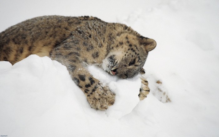 Snow leopard lying in the snow