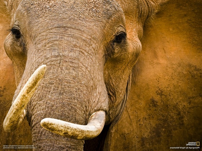 Close-up of an African elephant's face