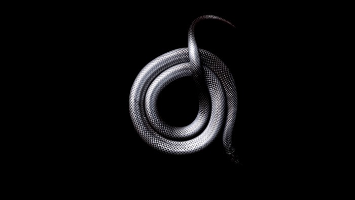 Coiled silver snake on black background