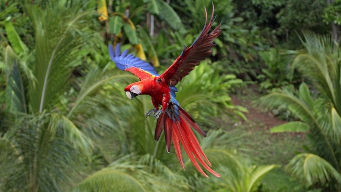 Colorful Macaw in Flight Over Greenery