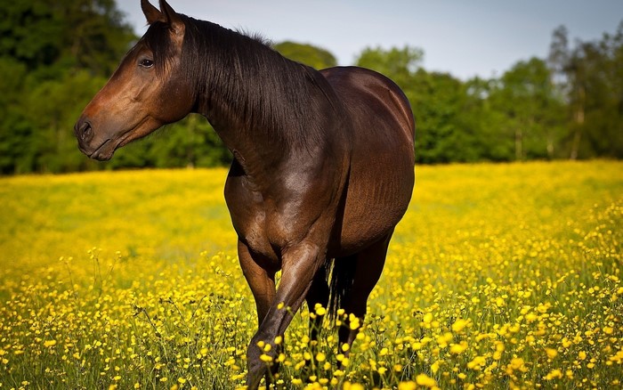 Brown horse in a field of yellow flowers
