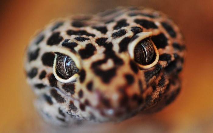 Leopard gecko close-up macro photography